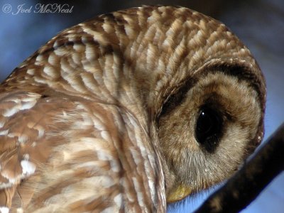 Barred Owl