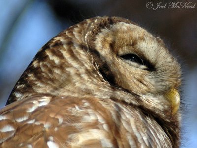 Barred Owl