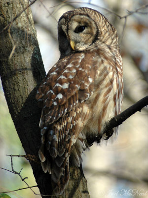 Barred Owl