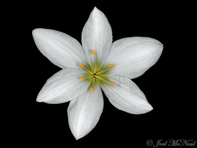 Atamasco Lily: (Zephyranthes atamasca)
