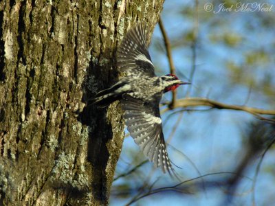 Yellow-bellied Sapsucker