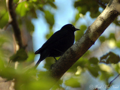male Rusty Blackbird