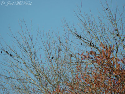 Rusty Blackbirds