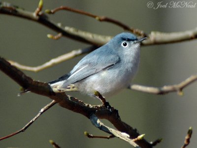 Blue-gray Gnatcatcher