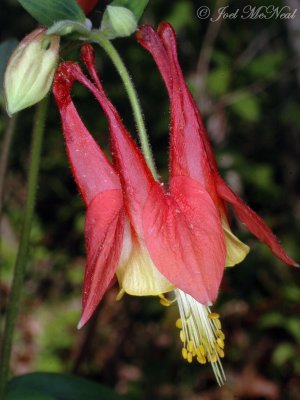 Northwest GA Wildflowers, etc.: April 2008