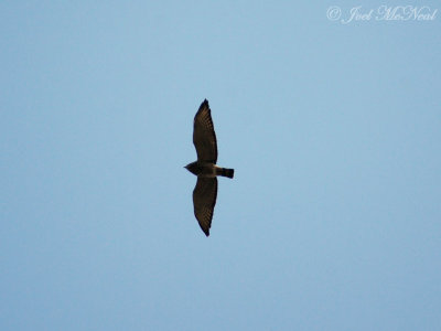 Broad-winged Hawk