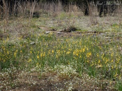 Yellow Sunnybell: Schoenolirion croceum