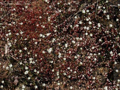 One-flowered Stitchwort and Elf Orpine
