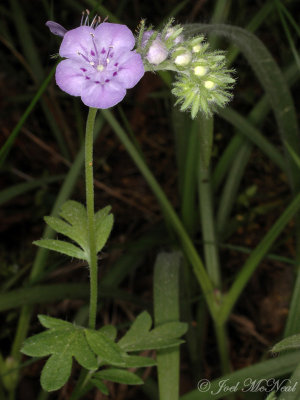 Spotted Phacelia: Phacelia maculata