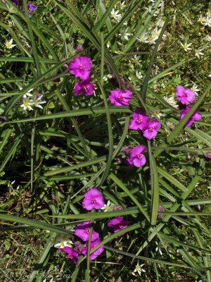 Hairystem Spiderwort and False Garlic