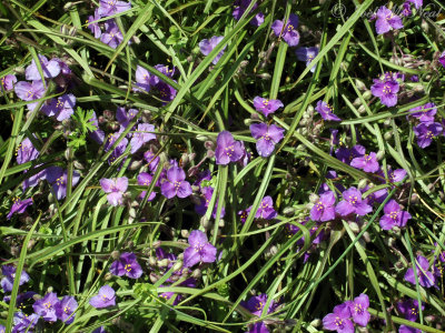 Hairystem Spiderwort: Tradescantia hirsuticaulis