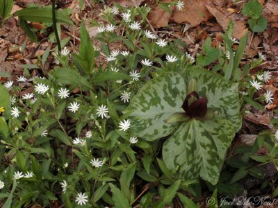 Giant Chickweed (Stellaria pubera) and Whip-poor-will Flower (Trillium cuneatum)