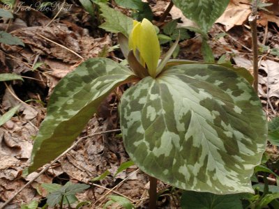 Whip-poor-will Flower (yellow form): Trillium cuneatum