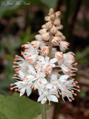 Foamflower: Tiarella cordifolia