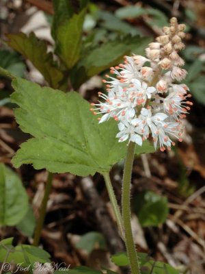 Foamflower: Tiarella cordifolia
