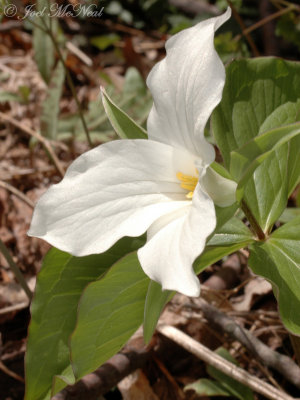 Large-flowered Trillium: Trillium grandiflorum
