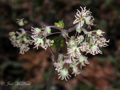 Early Meadow-rue (female): Thalictrum dioicum