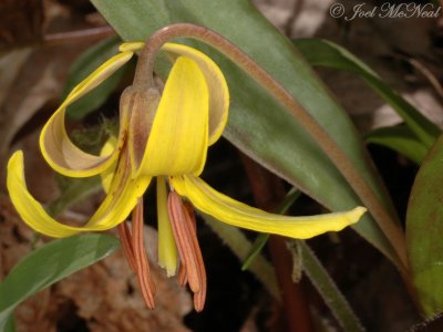 Dimpled Trout Lily: Erythronium umbilicatum