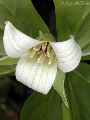 Sweet White Trillium: Trillium simile