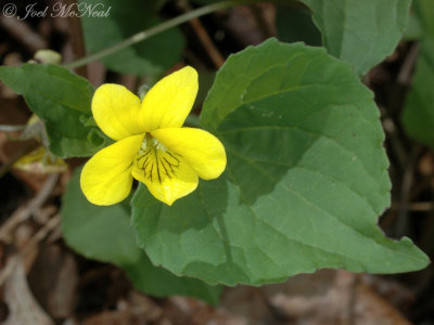 Downy Yellow Violet: Viola pubescens