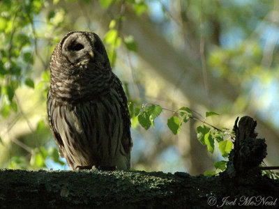 Barred Owl