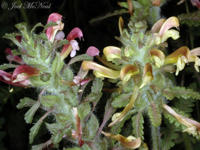 Wood Betony, Lousewort: Pedicularis canadensis