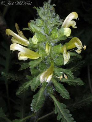 Lousewort (yellow morph): Pedicularis canadensis