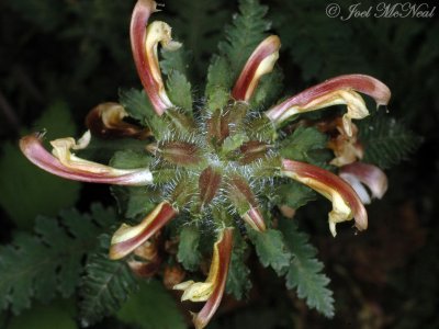 Wood Betony, Lousewort (bicolor morph): Pedicularis canadensis