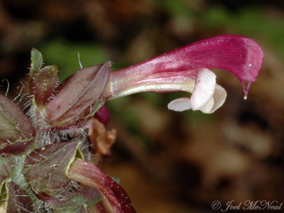 Wood Betony, Lousewort (red morph): Pedicularis canadensis