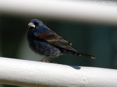 male Blue Grosbeak