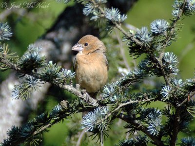 female Blue Grosbeak