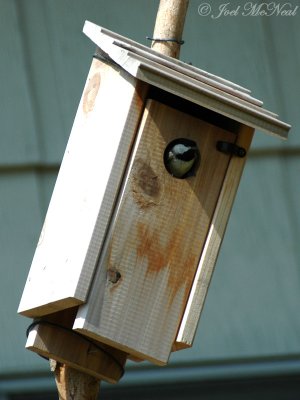 Carolina Chickadee peering out of nestbox