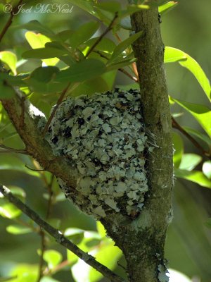 Blue-gray Gnatcatcher nest