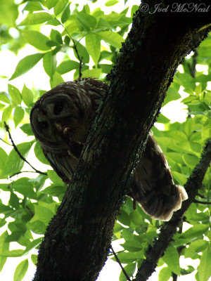 Barred Owl dismantling rodent