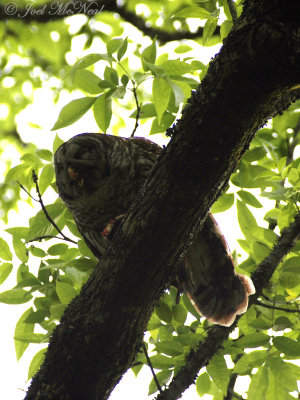 Barred Owl gagging on raw rodent
