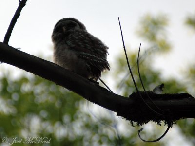 baby Barred Owl