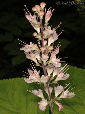 Whorled Stoneroot: Collinsonia verticillata