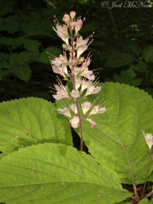 Whorled Stoneroot: Collinsonia verticillata