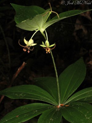 Indian Cucumber-root: Medeola virginiana
