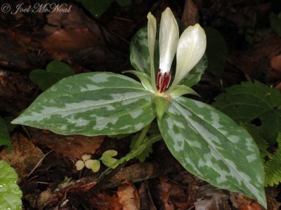 Pale Yellow Trillium: Trillium discolor