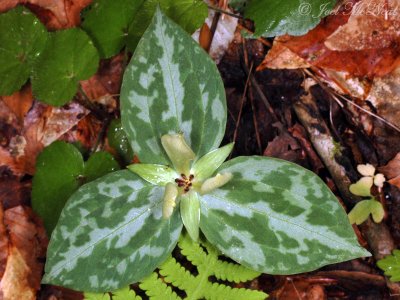 Pale Yellow Trillium: Trillium discolor