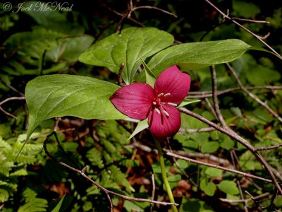 Vasey's Trillium: Trillium vaseyi