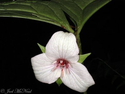 Vasey's Trillium (white morph): Trillium vaseyi