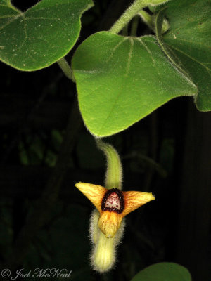 Woolly Dutchman's Pipe: Aristolochia tomentosa