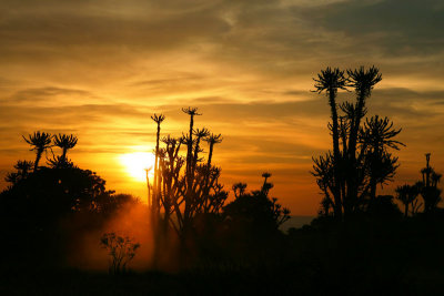 Sunset in the jungle (1)