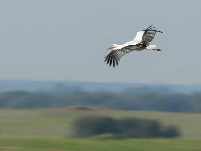 Flight of the stork