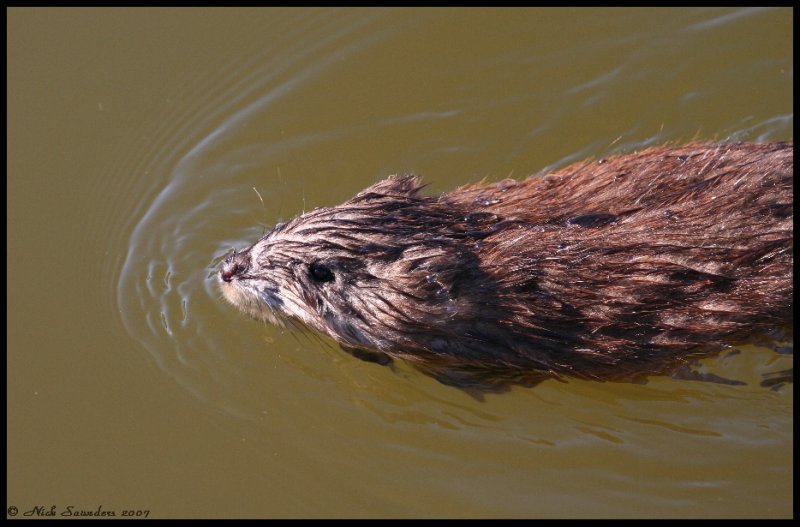 Muskrat