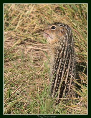 Thirteen-lined Ground Squirrel