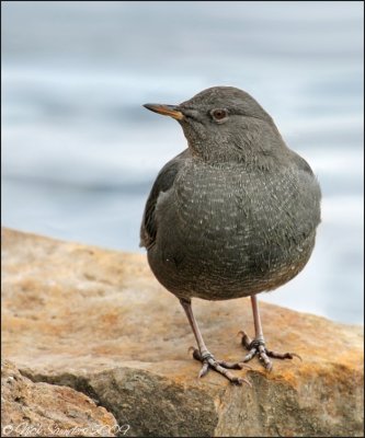 American Dipper