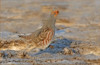 Gray Partridge